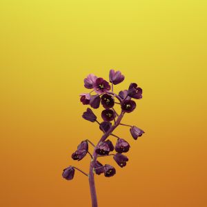 Wallpaper